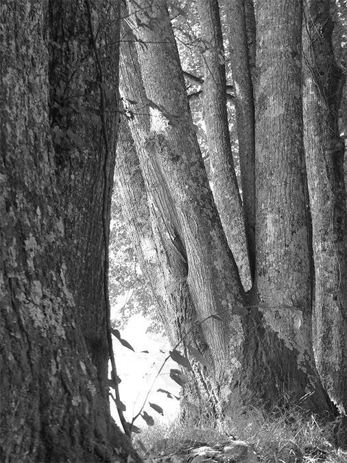madera-arboles-naturaleza